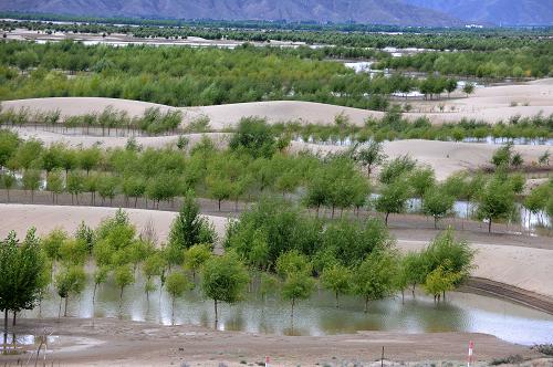 Le projet de reboisement et de lutte contre la désertification du fleuve Yaluzangbu, à Shannan du Tibet, photographié le 11 août.