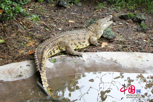 Un crocodile au Centre de faune de Limbé.