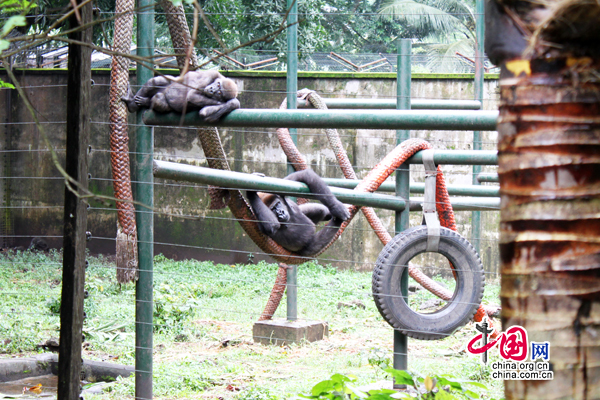 Des gorilles au Centre de faune de Limbé.