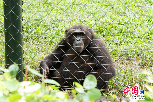 Un chimpanzé au Centre de faune de Limbé.
