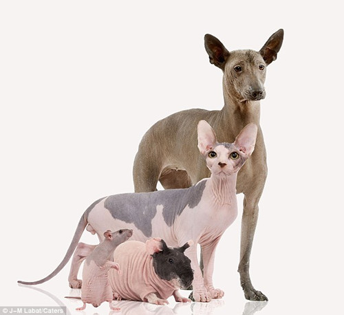 Jean-Michel Labat cherche à démontrer la beauté particulière des animaux sans poils