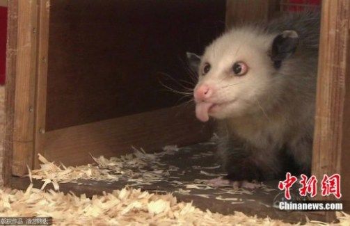 Heidi, l'opossum qui louche, est morte(1) Heidi, l'opossum qui louche, est morte(1)