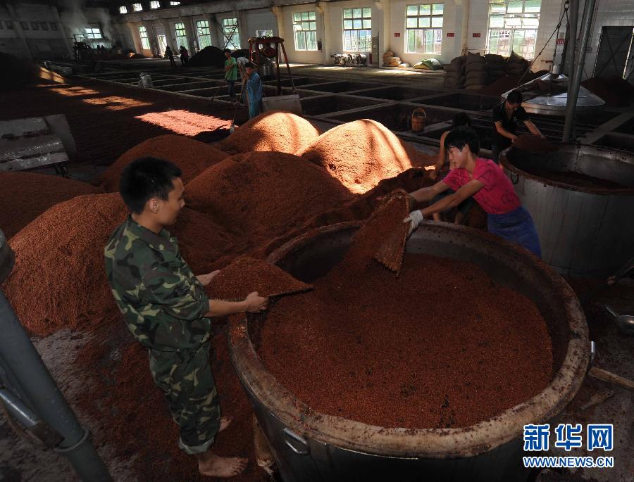 Le 8 octobre, dans le bourg de Maotai dans la province du Guizhou, des ouvriers d'une distillerie mettent les sorghos dans l'étuve à la vapeur.