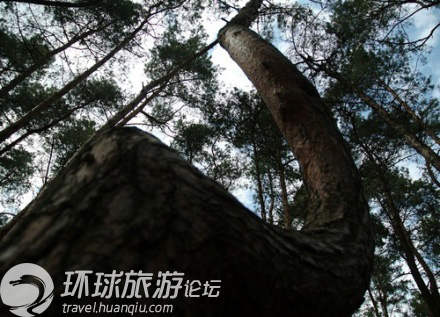 Une forêt extraordinaire composée de 400 pins tordus, en Pologne(2) Une forêt extraordinaire composée de 400 pins tordus, en Pologne(2)