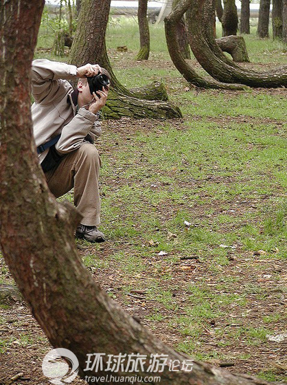 Une forêt extraordinaire composée de 400 pins tordus, en Pologne(3)