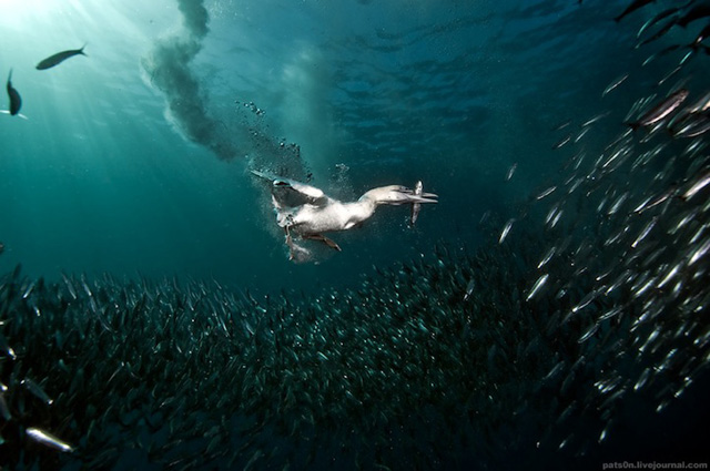 Le monde magnifique sous-marin, par Alexander Safonov(2)