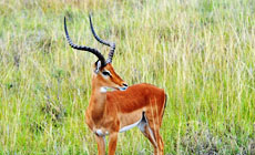 La réserve nationale de Masai Mara au Kenya