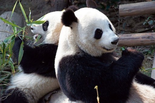 Un couple de pandas géants chinois attendu en France Un couple de pandas géants chinois attendu en France