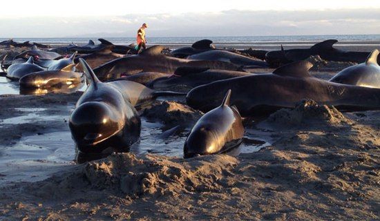 Le combat continue pour sauver les baleines échouées en Nouvelle-Zélande