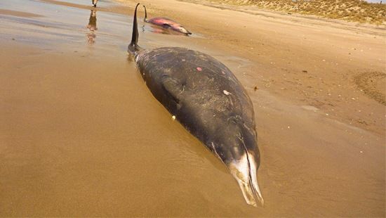 Le combat continue pour sauver les baleines échouées en Nouvelle-Zélande