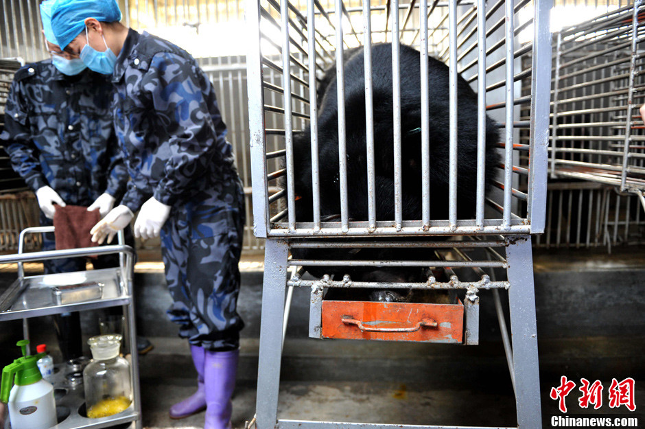Un exploitant de bile d'ours ouvre les portes de sa ferme aux journalistes_6