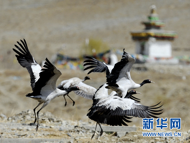 Le 26 mars, des grues à cou noir dans la réserve naturelle nationale de la vallée du cours moyen de la rivière Ya, dans la région Shanhai de la région autonome du Tibet.