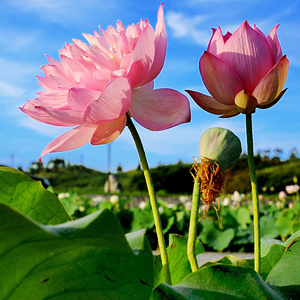 Superbes lotus au beau milieu de l'été dans le Jiangxi