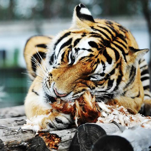 Programme de réinsertion à la vie sauvage pour des tigres de Sibérie