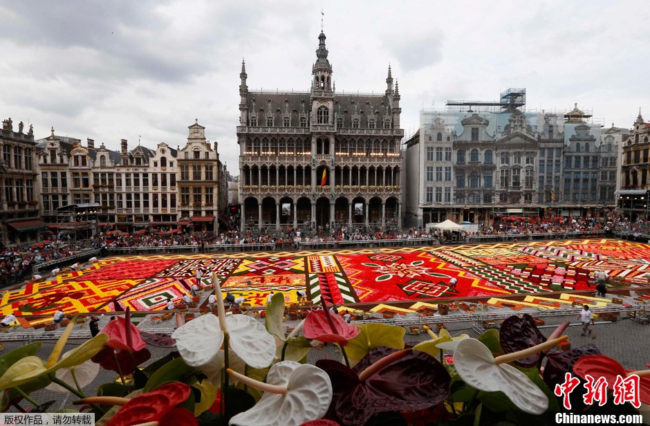 Un tapis de toutes couleurs ! 700 000 jolies fleurs sur la Grand-place de Bruxelles