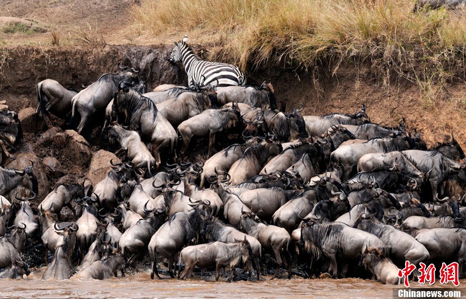 La grande migration des animaux sauvages au Kenya