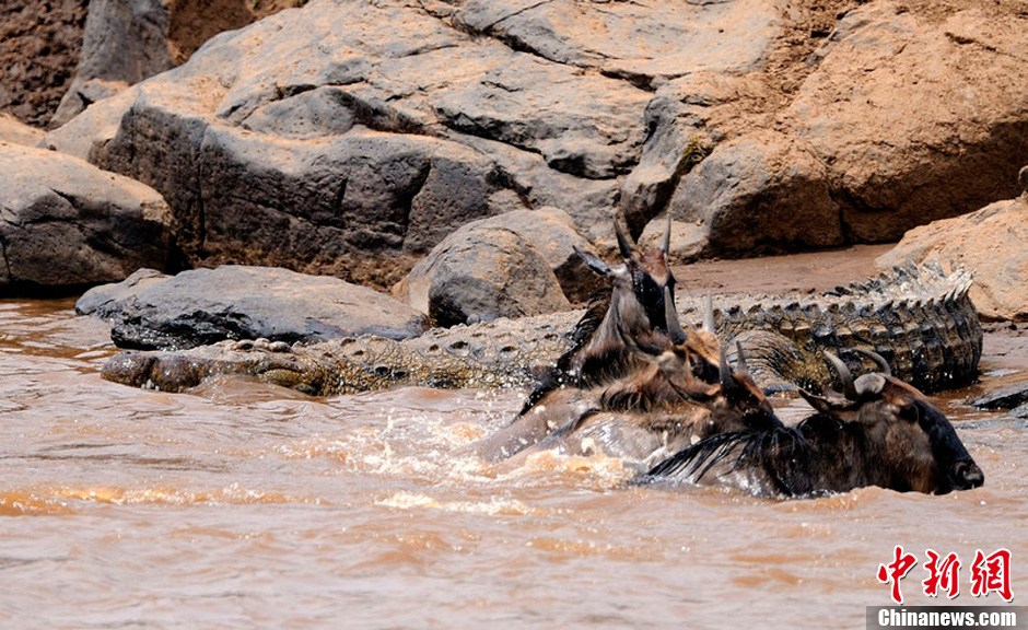 La grande migration des animaux sauvages au Kenya