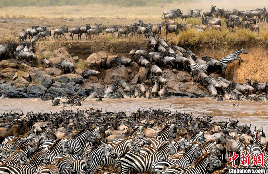 La grande migration des animaux sauvages au Kenya