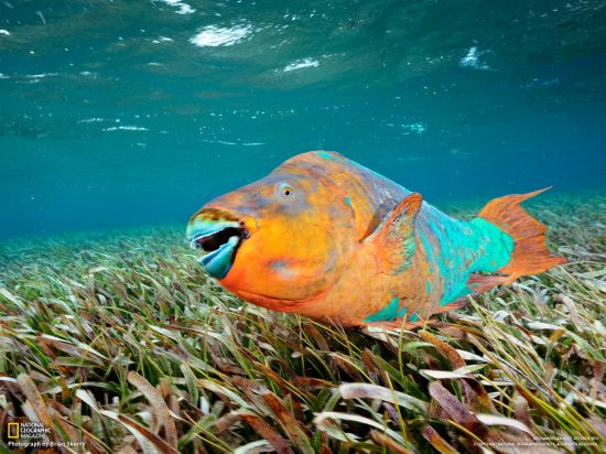 Les meilleures photos d&apos;octobre du National Geographic