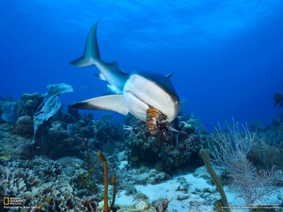 Les meilleures photos d&apos;octobre du National Geographic