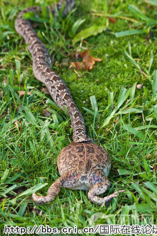 afrique du sud:un serpent dévore un grenouille