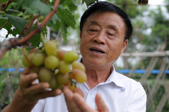 Le 23 août 2012, le délégué au 18e Congrès du Parti communiste chinois Chang Desheng inspecte les vignes dans le vignoble, entièrement écologique, appartenant au village de Jiangxiang, de la municipalité de Changshu, province du Jiangsu.