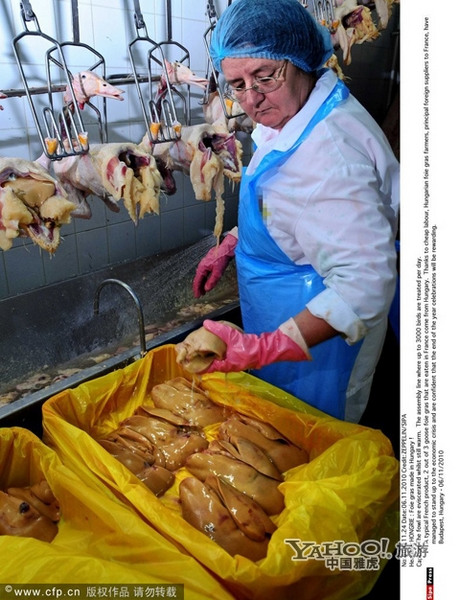 Foie gras : derrière la saveur se cache un monde cruel