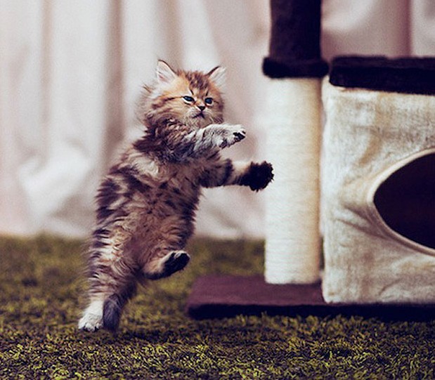 Daisy, le chaton le plus mignon du monde