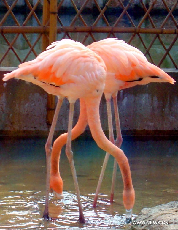 Le Zoo de Suzhou, dans l'est de la Chine