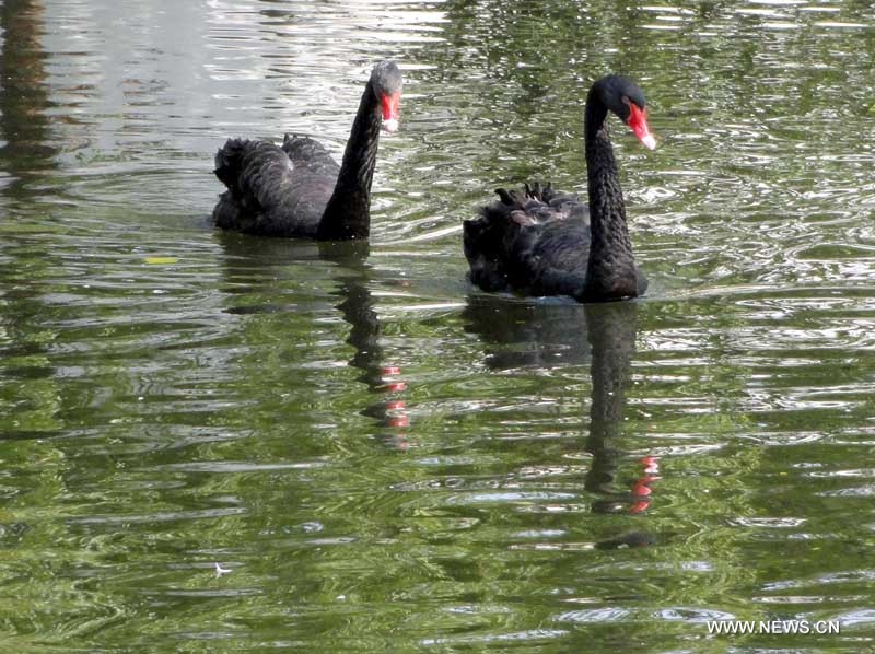 Le Zoo de Suzhou, dans l'est de la Chine