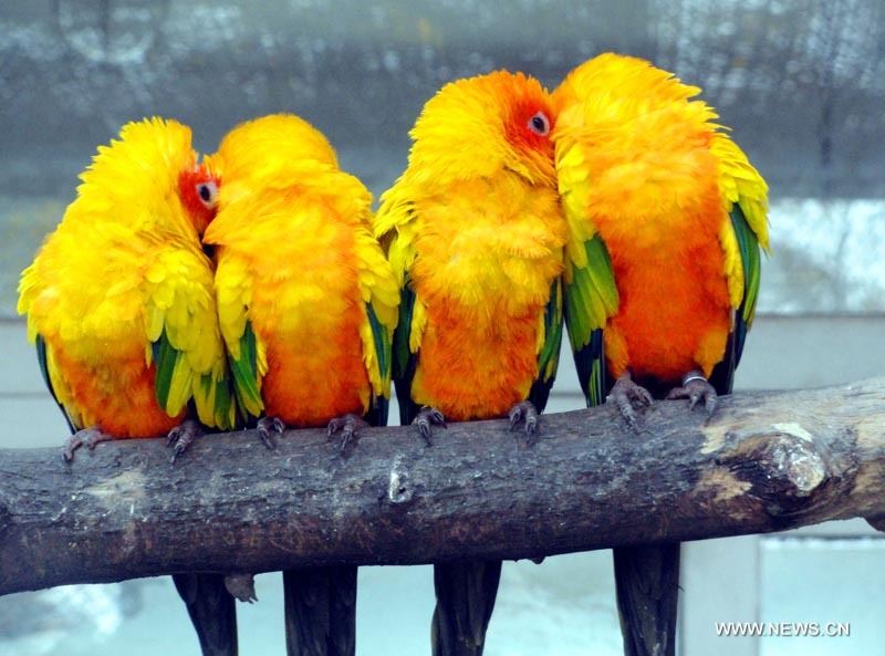 Le Zoo de Suzhou, dans l'est de la Chine