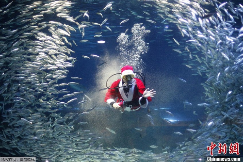 Le père Noël danse, entouré de milliers de sardines