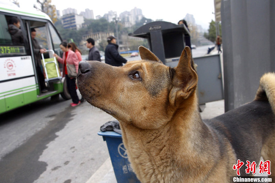 Fidélité : un chien abandonné attend son maître pendant 4 jours dans le froid