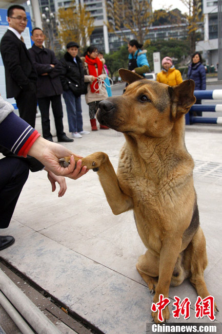 Fidélité : un chien abandonné attend son maître pendant 4 jours dans le froid