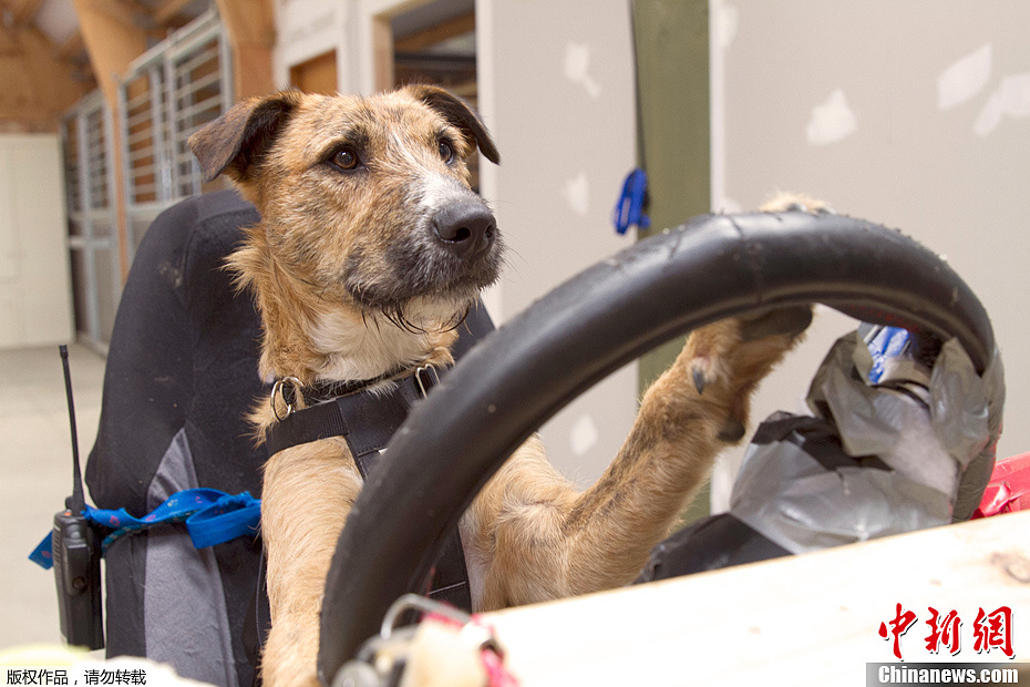 Des chiens qui savent rouler en voiture !