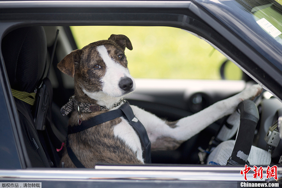 Des chiens qui savent rouler en voiture !