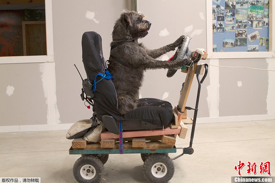 Des chiens qui savent rouler en voiture !