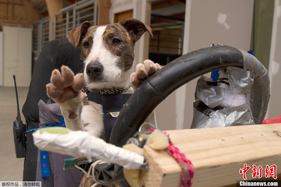 Des chiens qui savent rouler en voiture !