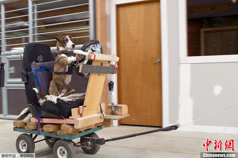 Des chiens qui savent rouler en voiture !