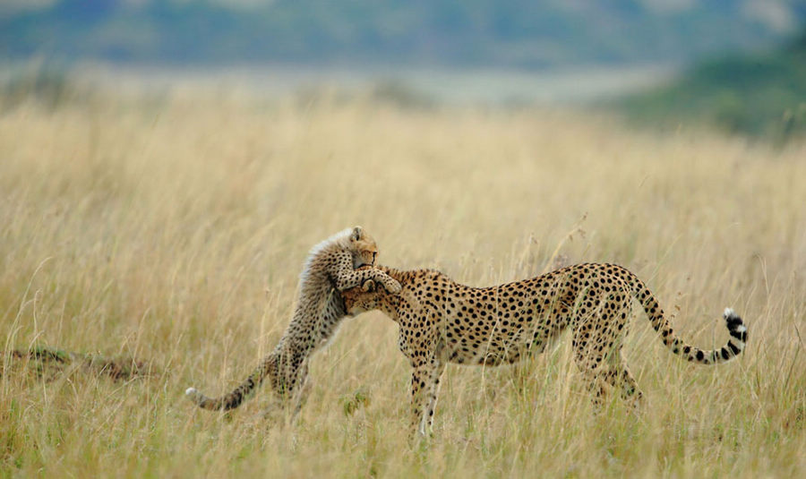 Les gagnants du concours de photographie 2012 du magazine National Geographic