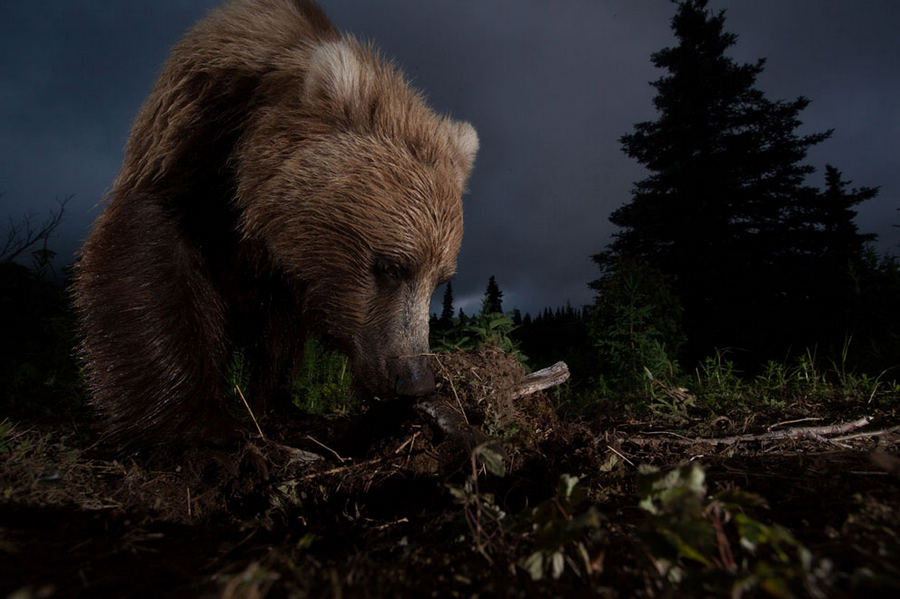 Les gagnants du concours de photographie 2012 du magazine National Geographic