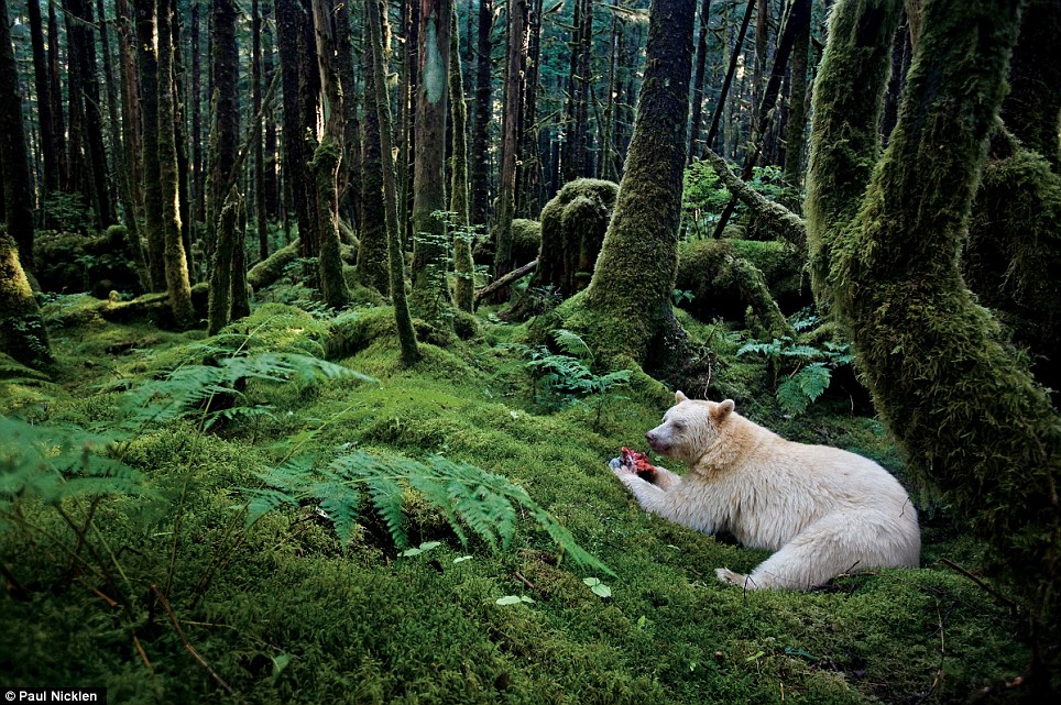 Dix images emblématiques du National Geographic