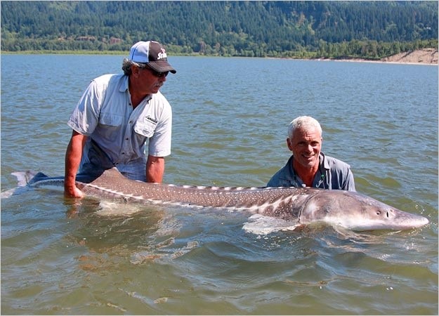 Les plus gros poissons du monde!