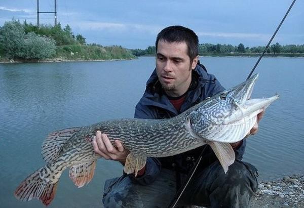 Les plus gros poissons du monde!