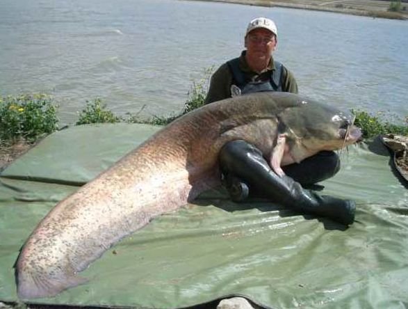 Les plus gros poissons du monde!