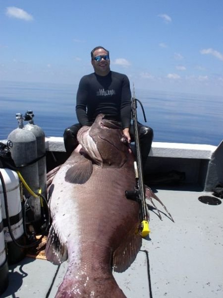 Les plus gros poissons du monde!