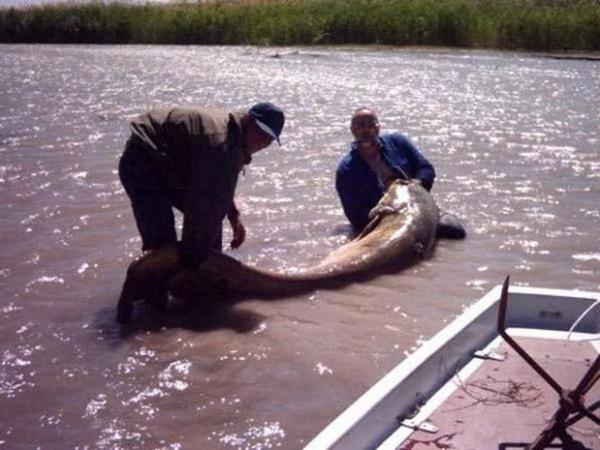 Les plus gros poissons du monde!