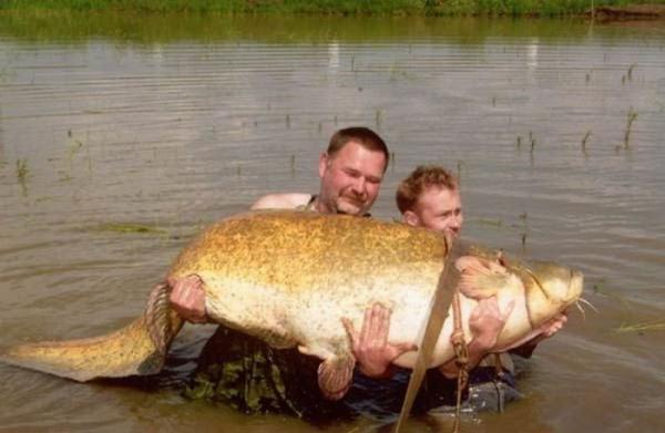 Les plus gros poissons du monde!