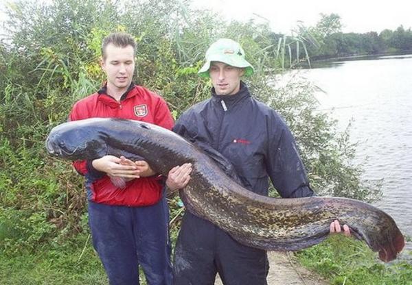 Les plus gros poissons du monde!