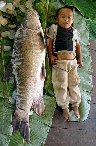 Les plus gros poissons du monde!